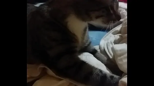 عرض Mi gato me soba el pene مقاطع فيديو حديثة